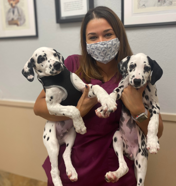 AAHA accreditation image for Flora Family Vet showcasing veterinary excellence in Kissimmee
