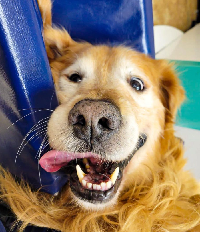 AAHA accreditation graphic for Flora Family Vet, a certified animal hospital in Kissimmee FL
