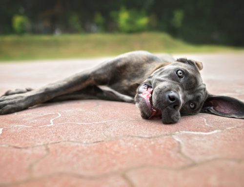 Does Your Overheated Pet Need to Be Seen Today?