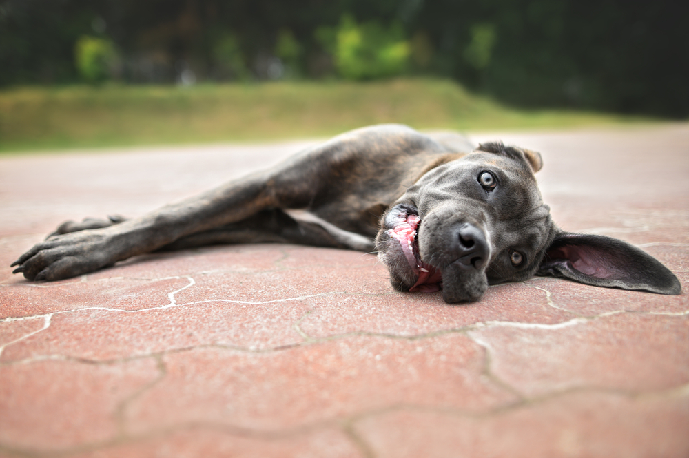 Cane Corso puppy during hot weather, emphasizing heat stroke first aid, rapid cooling techniques, hydration, and the need for emergency veterinary care when overheating occurs.