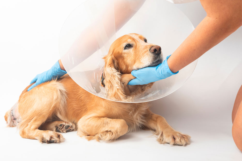 Veterinarian performing surgery on a dog in a sterile operating room