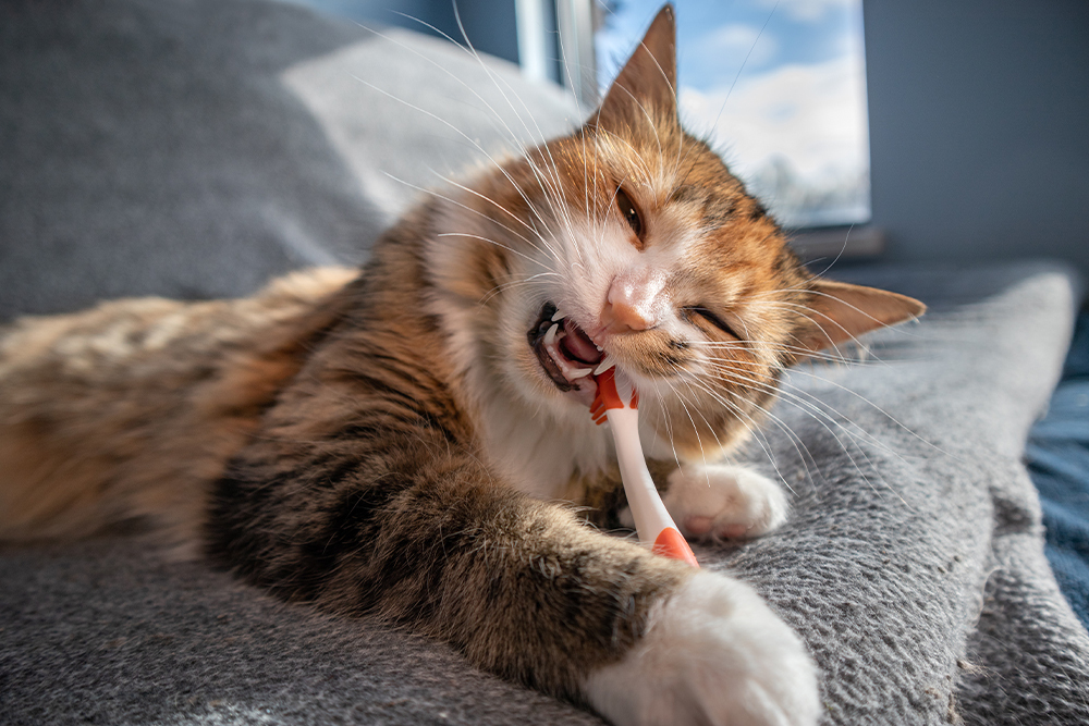 Cat chewing on a toothbrush, highlighting the importance of pet dental hygiene