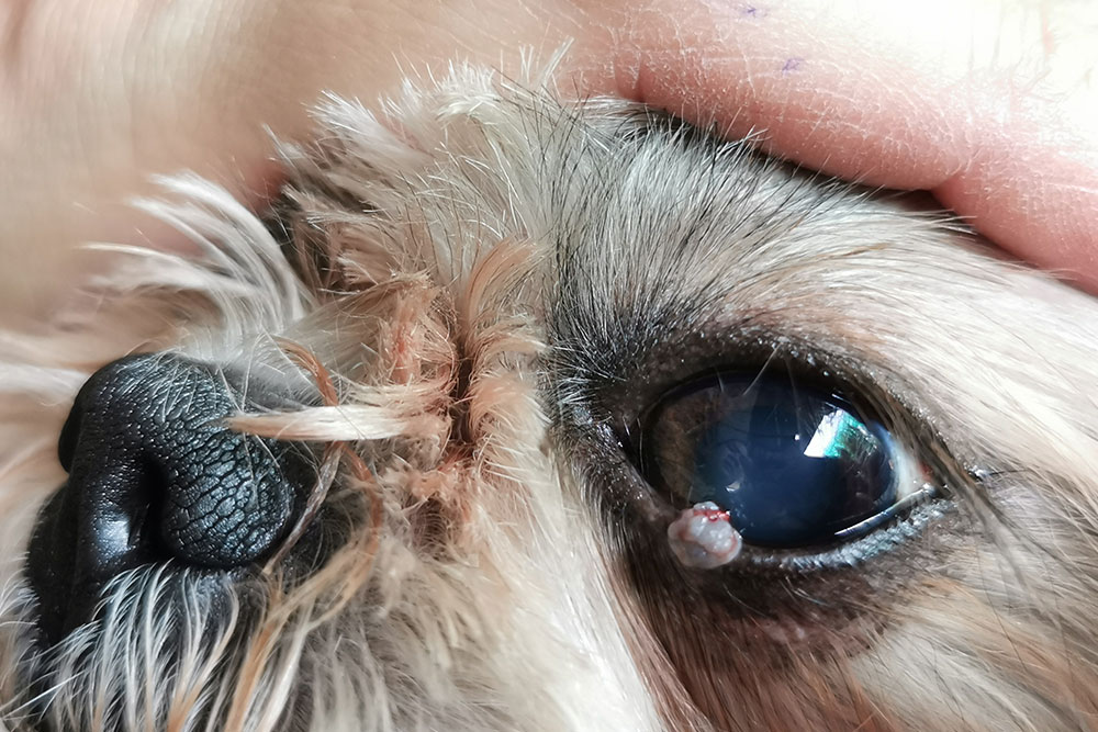 Close-up of a dog's eye with a visible growth, illustrating canine eye conditions needing veterinary care