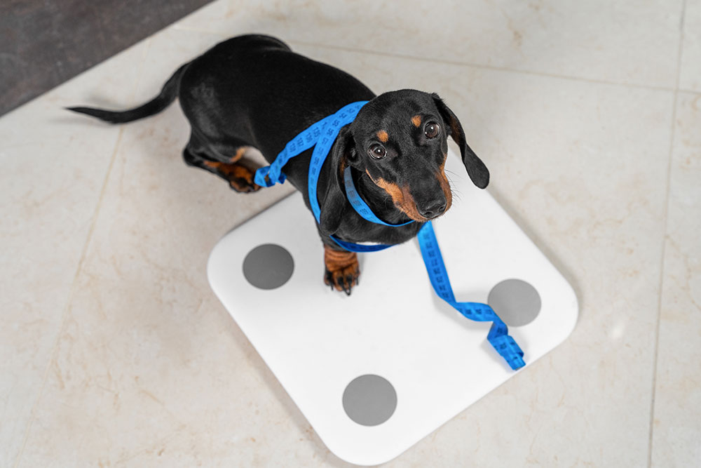 A dachshund dog standing on a veterinary weight scale, being weighed at a vet clinic.