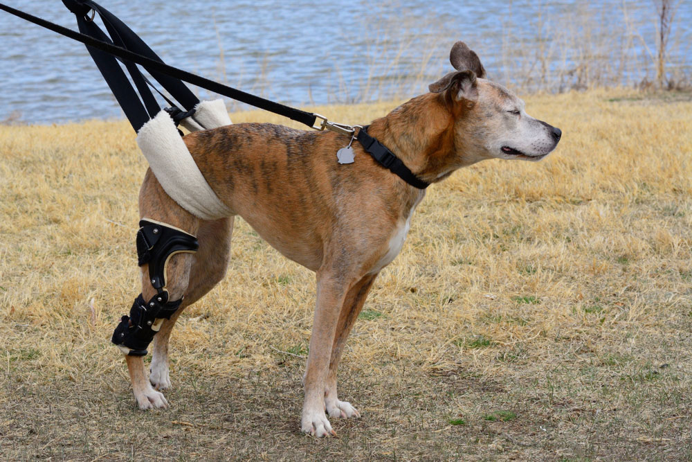 Dog wearing an ACL brace for orthopedic recovery after veterinary treatment