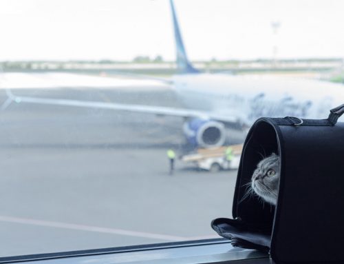 What Paperwork Does Your Dog or Cat Need to Fly?