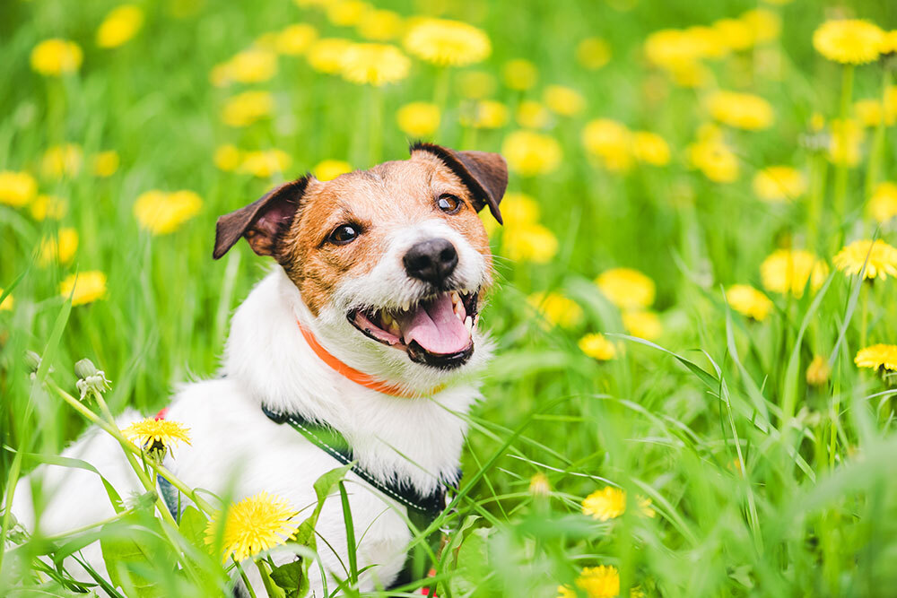Happy dog running through a sunny spring field
