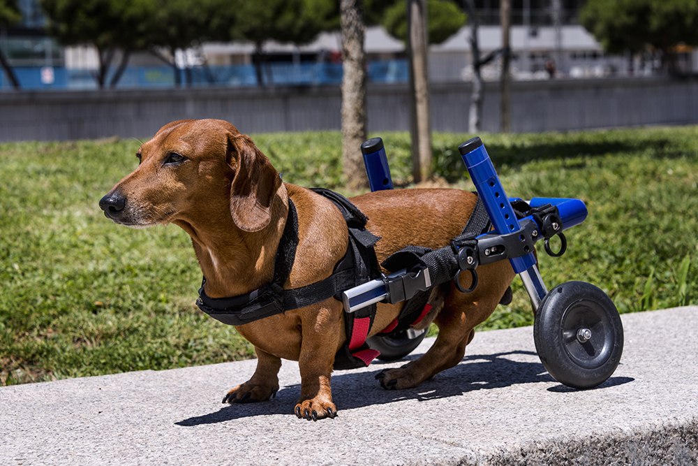 Paralyzed dog using a mobility cart for support, rehabilitation, and improved quality of life