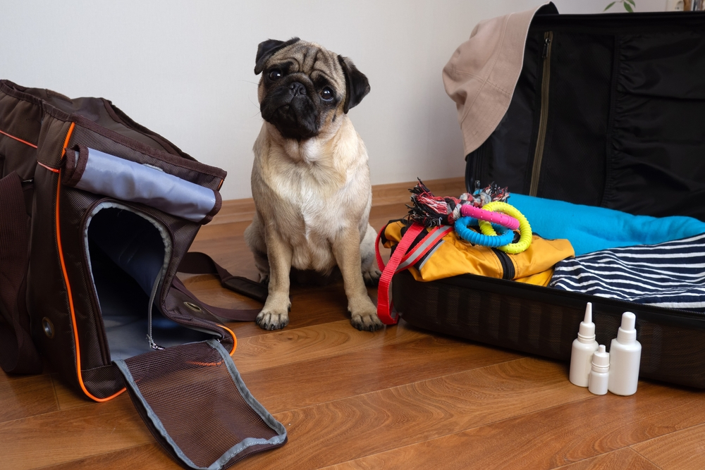 Pug dog sitting beside packed luggage, ready for safe travel with its owner.