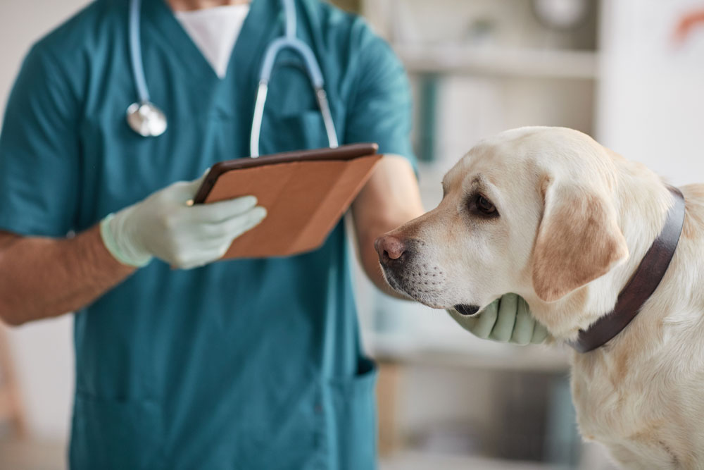 Veterinarian providing urgent care to a pet in an emergency setting