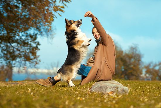 Pet wellness and preventive veterinary care at Flora Family Vet in Kissimmee Florida
