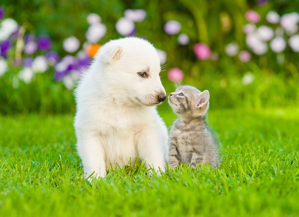 Veterinary wellness exam promoting preventive pet health care at Flora Family Vet
