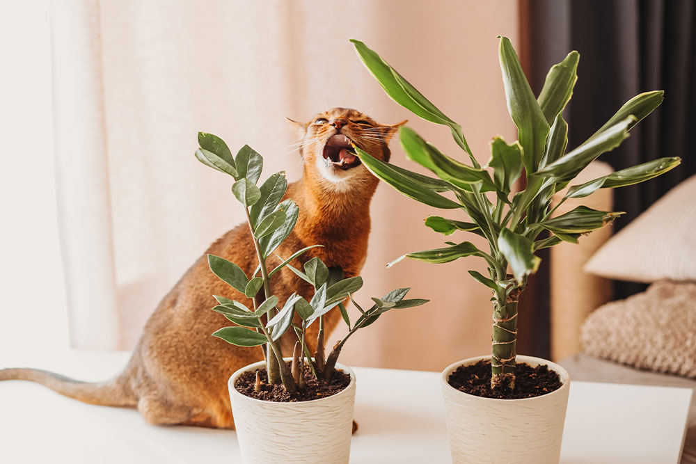 Cat chewing a houseplant, illustrating toxic plant hazards requiring veterinary attention