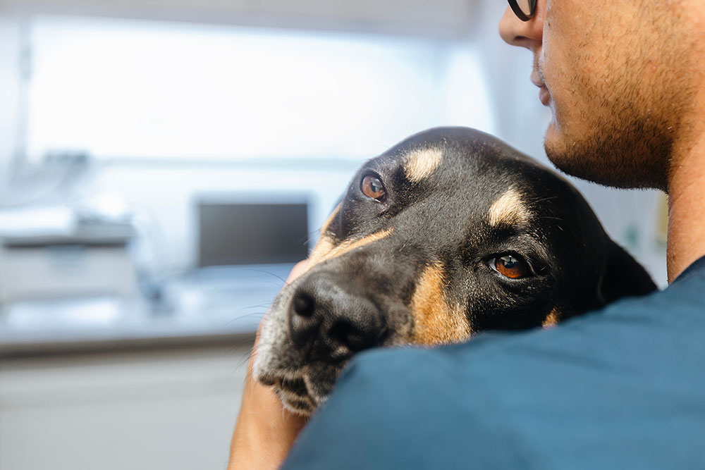 Dog joyfully hugging a veterinarian, showing the trusting bond built during a wellness visit