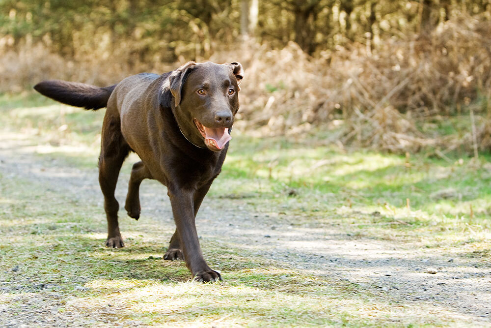 Happy Labrador Retriever running through nature, representing active dog health and exercise