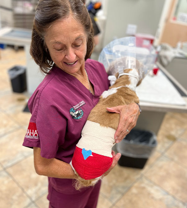 Pet receiving general veterinary care at Flora Family Vet in Kissimmee