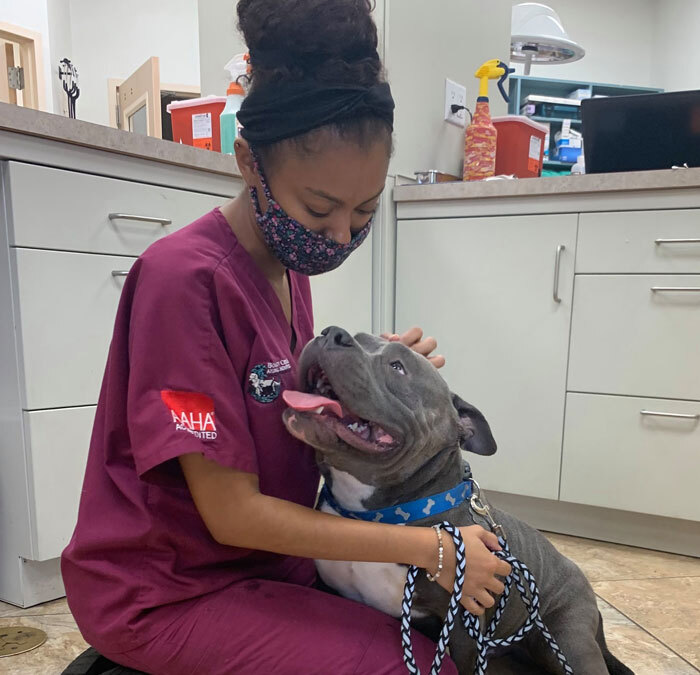 AAHA-accredited veterinarian providing quality pet care at Flora Family Vet in Kissimmee, FL
