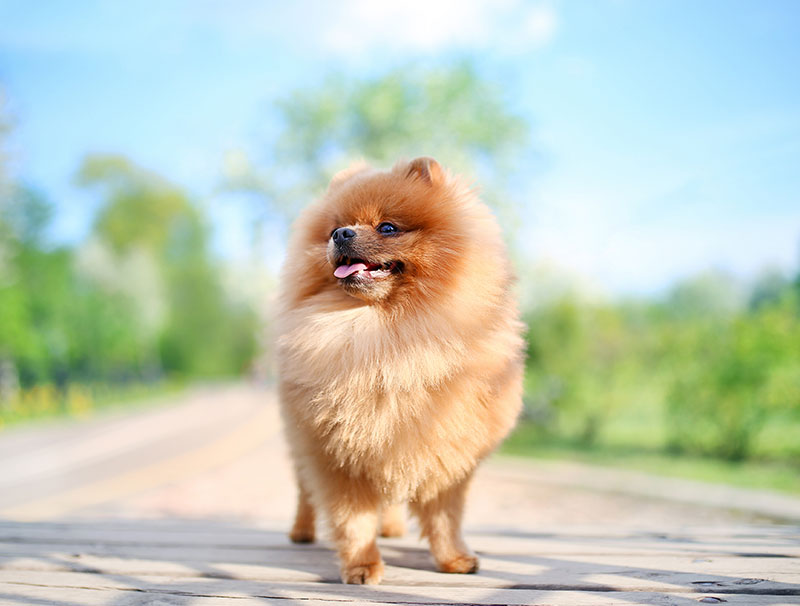 Pet receiving veterinary diagnostic care at Flora Family Vet in Kissimmee Florida
