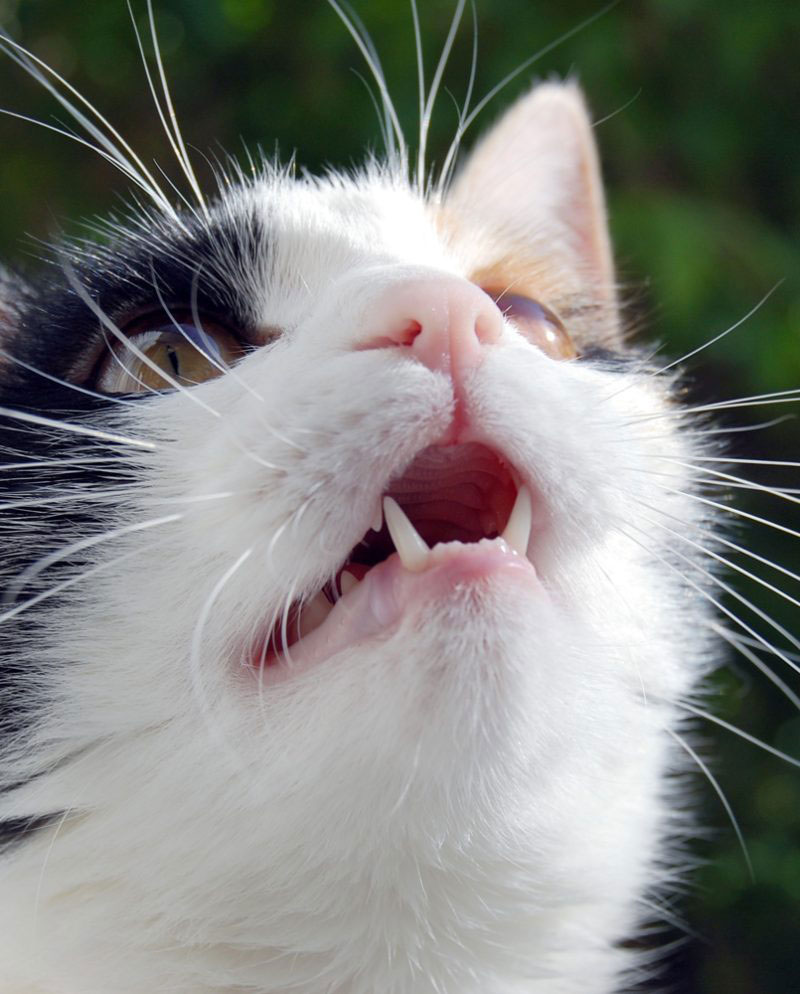 Pet dental cleaning procedure at Flora Family Vet veterinary clinic in Kissimmee FL
