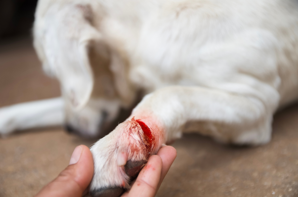 Dog with an injured paw wound requiring urgent veterinary care