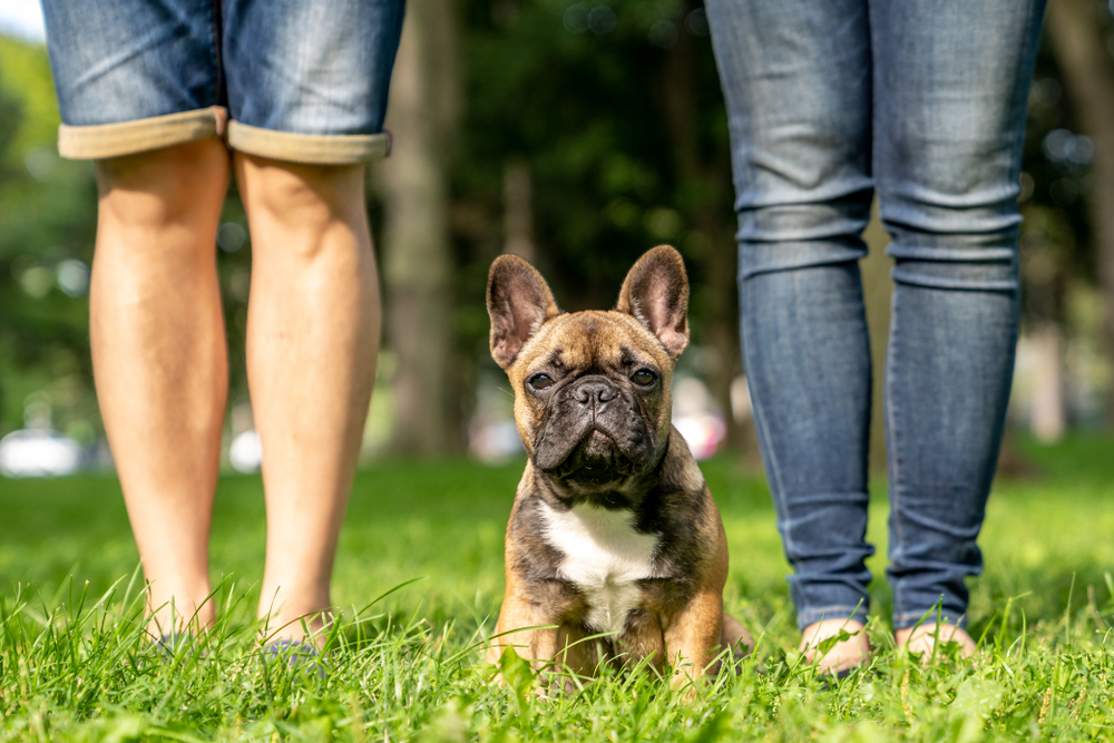 French bulldog puppy sitting between people on the grass, enjoying time outdoors