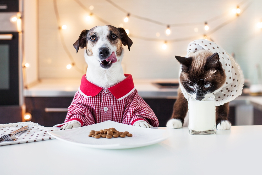 Dog and cat eating dinner together at home, illustrating healthy multi-pet mealtime habits