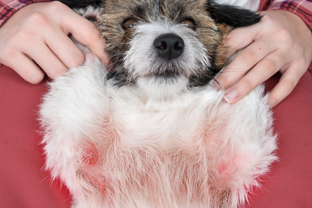 Dog with visible allergic skin wounds, illustrating veterinary dermatology and allergy care